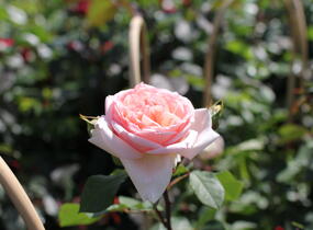 Růže mnohokvětá Kordes 'Märchenzauber' - Rosa MK 'Märchenzauber'