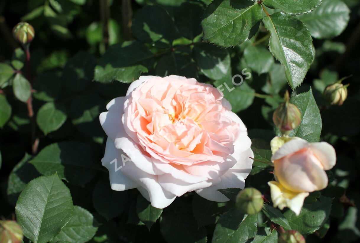 Růže mnohokvětá Kordes 'Märchenzauber' - Rosa MK 'Märchenzauber'