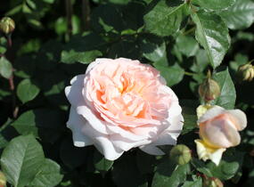 Růže mnohokvětá Kordes 'Märchenzauber' - Rosa MK 'Märchenzauber'