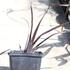Phormium tenax 'All Black'.JPG