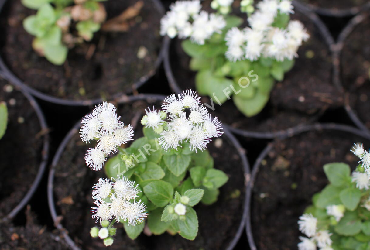 Nestařec americký 'Ariella White' - Ageratum houstonianum 'Ariella White'