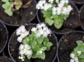 Nestařec americký 'Ariella White' - Ageratum houstonianum 'Ariella White'