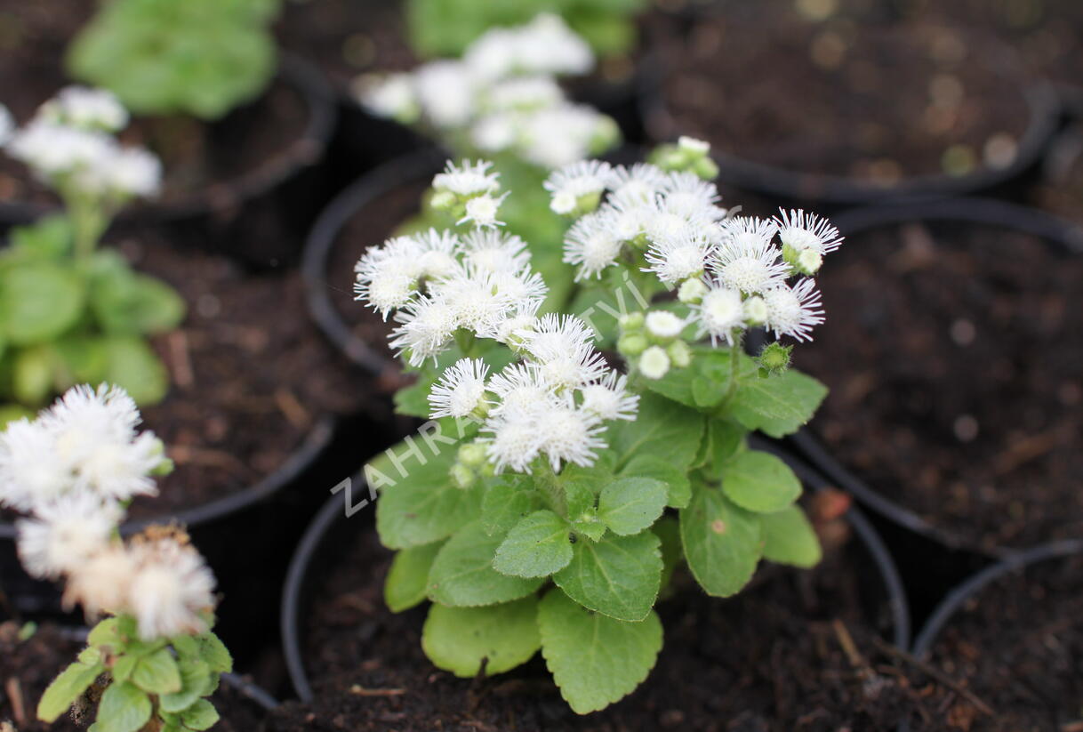 Nestařec americký 'Ariella White' - Ageratum houstonianum 'Ariella White'