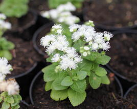 Nestařec americký 'Ariella White'