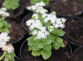 Nestařec americký 'Ariella White' - Ageratum houstonianum 'Ariella White'