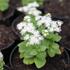 Ageratum houstonianum 'Ariella White'_1.JPG