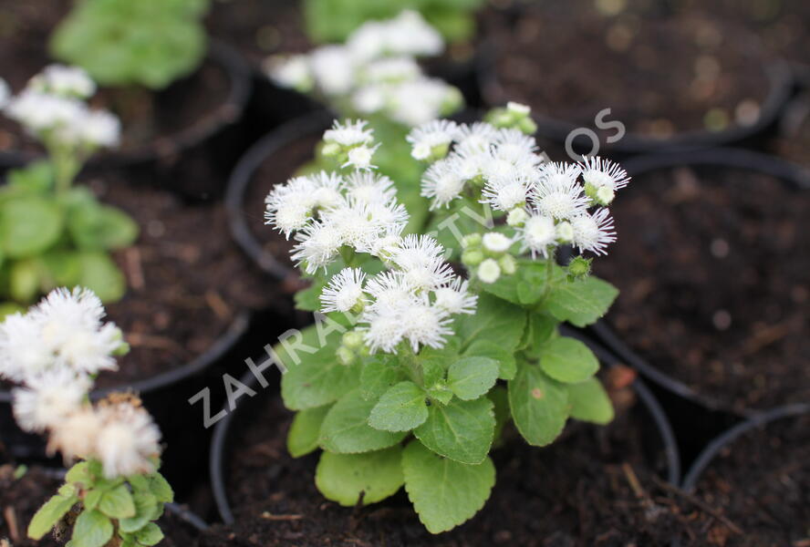 Nestařec americký 'Ariella White' - Ageratum houstonianum 'Ariella White'