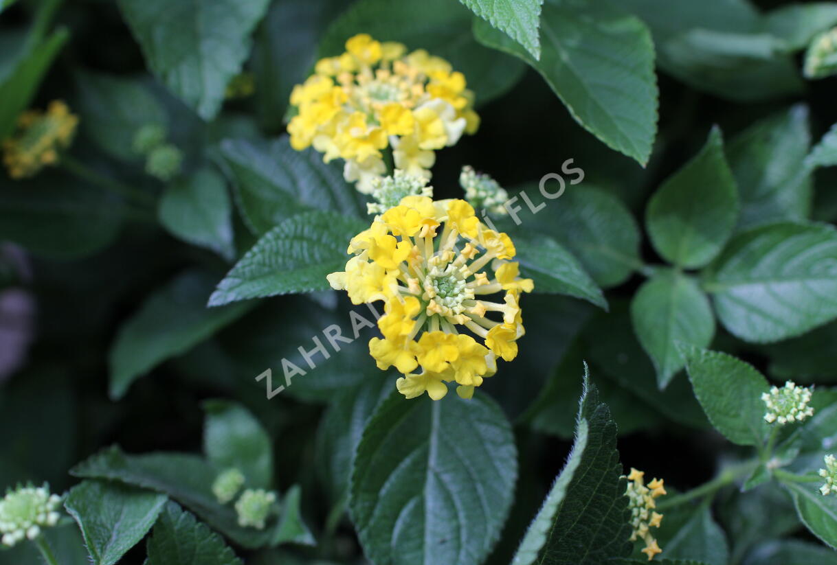 Libora měňavá 'Bandana Yellow' - Lantana camara 'Bandana Yellow'