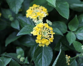 Libora měňavá 'Bandana Yellow'