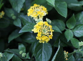 Libora měňavá 'Bandana Yellow' - Lantana camara 'Bandana Yellow'