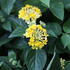 Lantana camara 'Bandana Yellow'_1.JPG