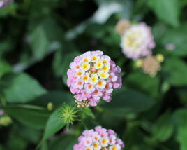 Libora měňavá 'Esperanta Pink'