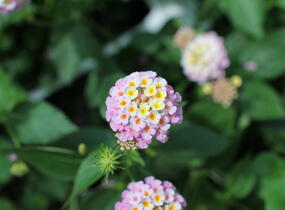 Libora měňavá 'Esperanta Pink' - Lantana camara 'Esperanta Pink'