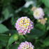 Lantana camara 'Esperanta Pink'.JPG