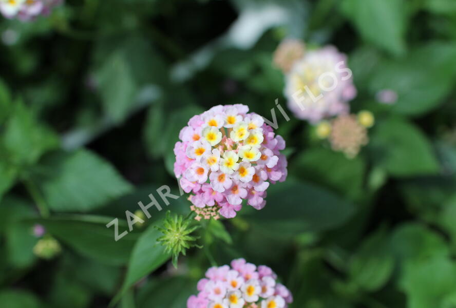 Libora měňavá 'Esperanta Pink' - Lantana camara 'Esperanta Pink'
