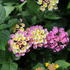 Lantana camara 'Bandana Rose'.JPG