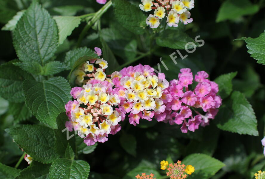 Libora měňavá 'Bandana Rose' - Lantana camara 'Bandana Rose'