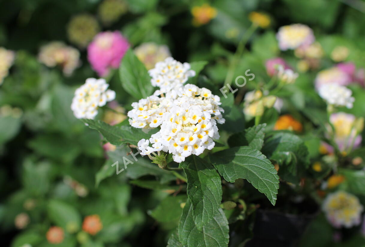 Libora měňavá 'Esperanta White' - Lantana camara 'Esperanta White'