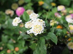 Libora měňavá 'Esperanta White' - Lantana camara 'Esperanta White'