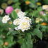 Lantana camara 'Esperanta White'.JPG