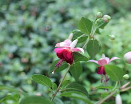 Fuchsie, čílko 'Paula Jane'
