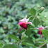 Fuchsia hybrida 'Paula Jane'.JPG