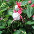 Fuchsia hybrida 'Sir Matt Busby'.JPG