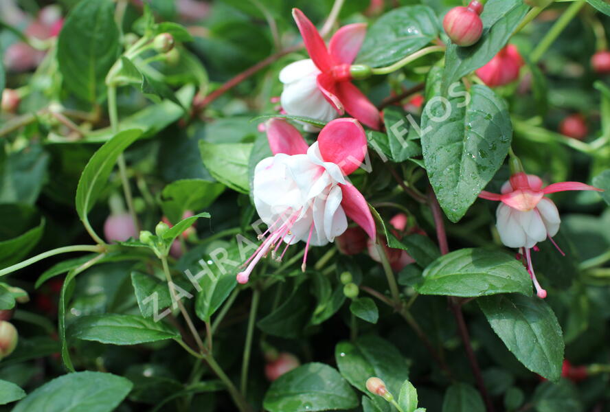 Fuchsie, čílko 'Sir Matt Busby' - Fuchsia hybrida 'Sir Matt Busby'