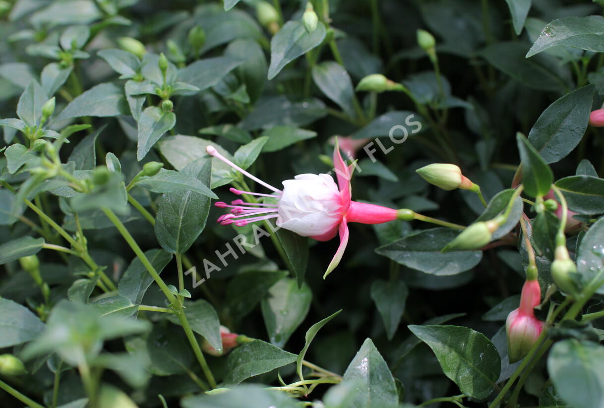 Fuchsie, čílko 'Patio Princess' - Fuchsia hybrida 'Patio Princess'