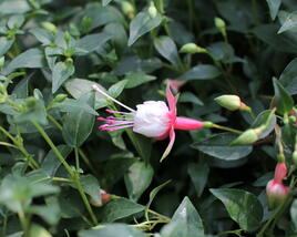 Fuchsie, čílko 'Patio Princess'