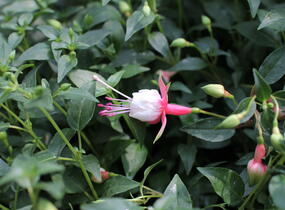 Fuchsie, čílko 'Patio Princess' - Fuchsia hybrida 'Patio Princess'