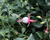 Fuchsie, čílko 'Patio Princess'