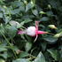 Fuchsia hybrida 'Patio Princess'.JPG