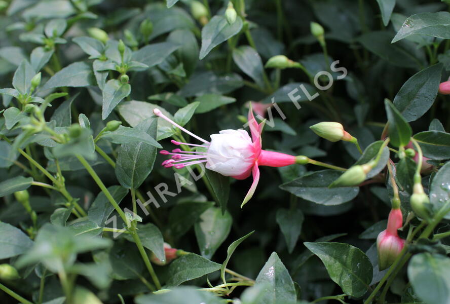 Fuchsie, čílko 'Patio Princess' - Fuchsia hybrida 'Patio Princess'