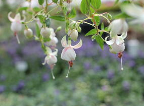 Fuchsie, čílko 'Harry Gray' - Fuchsia hybrida 'Harry Gray'