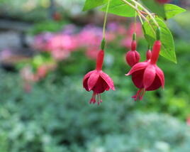 Fuchsie, čílko 'Marinka'