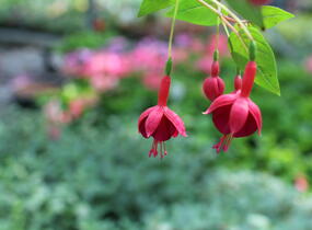 Fuchsie, čílko 'Marinka' - Fuchsia hybrida 'Marinka'