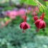 Fuchsia hybrida 'Marinka'_1.JPG