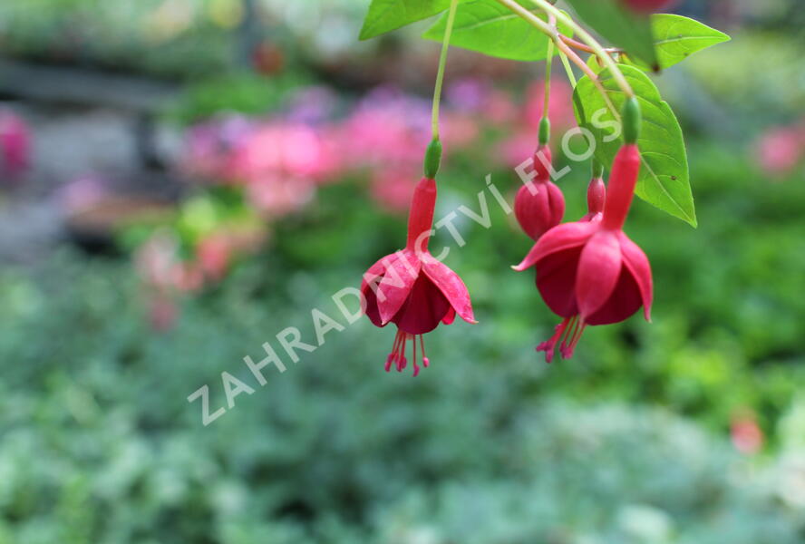 Fuchsie, čílko 'Marinka' - Fuchsia hybrida 'Marinka'