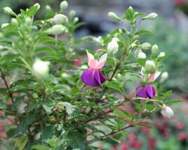 Fuchsie, čílko 'Lambada'