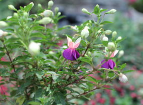 Fuchsie, čílko 'Lambada' - Fuchsia hybrida 'Lambada'