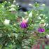 Fuchsia hybrida 'Lambada'.JPG