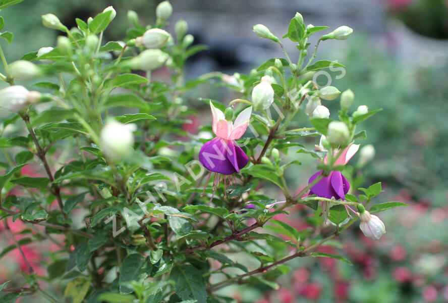 Fuchsie, čílko 'Lambada' - Fuchsia hybrida 'Lambada'