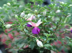 Fuchsie, čílko 'Lambada' - Fuchsia hybrida 'Lambada'