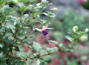 Fuchsie, čílko 'Lambada' - Fuchsia hybrida 'Lambada'