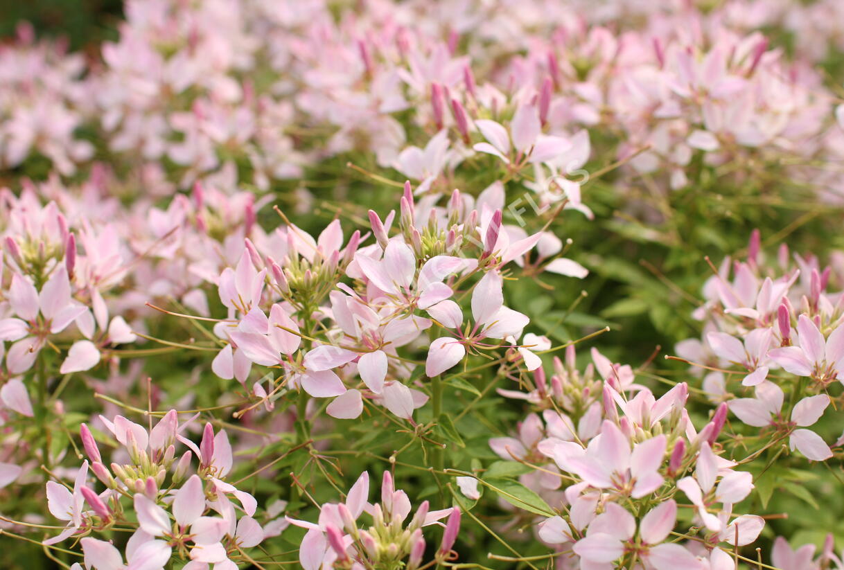 Luštěnice 'Clio Pink Lady' - Cleome hybrida 'Clio Pink Lady'