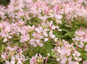Luštěnice 'Clio Pink Lady' - Cleome hybrida 'Clio Pink Lady'