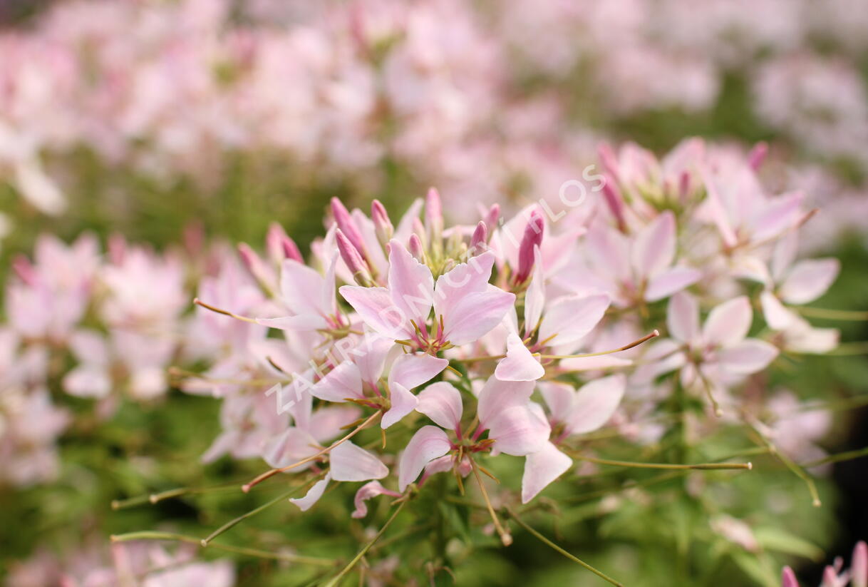 Luštěnice 'Clio Pink Lady' - Cleome hybrida 'Clio Pink Lady'