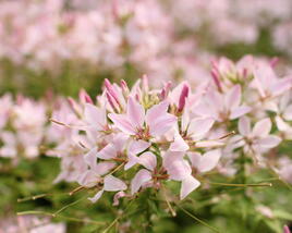 Luštěnice 'Clio Pink Lady'
