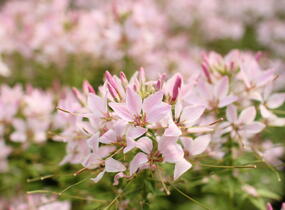 Luštěnice 'Clio Pink Lady' - Cleome hybrida 'Clio Pink Lady'